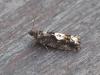 Epinotia immundana